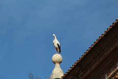 Ciconia ciconia