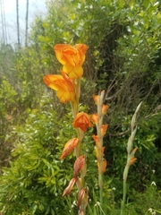 Gladiolus dalenii