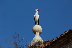 Ciconia ciconia