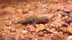 Pachydactylus maculatus