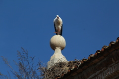 Ciconia ciconia