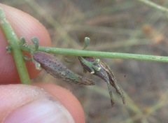 Cordylanthus nevinii