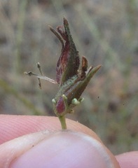 Cordylanthus nevinii