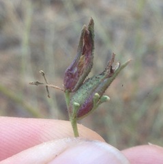 Cordylanthus nevinii