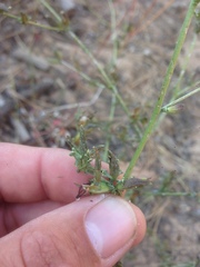 Cordylanthus nevinii