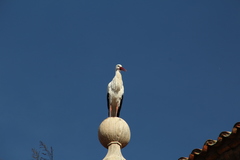 Ciconia ciconia