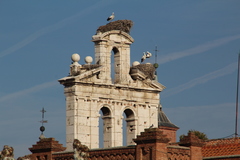 Ciconia ciconia
