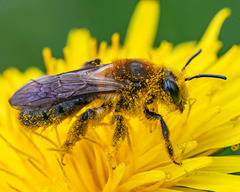 Andrena dunningi