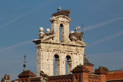 Ciconia ciconia