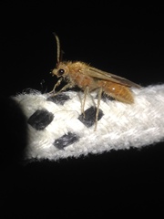 Sphaeropthalma unicolor