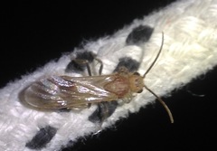 Sphaeropthalma unicolor