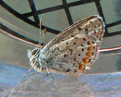 Euphilotes columbiae