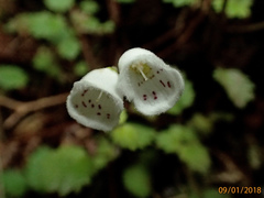 Jovellana repens