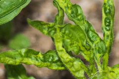 Brachycaudus helichrysi