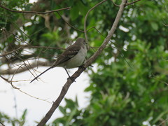 Mimus polyglottos image