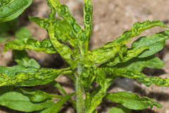 Brachycaudus helichrysi