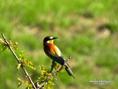 Merops apiaster