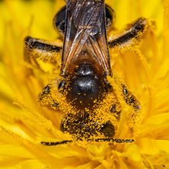 Andrena dunningi
