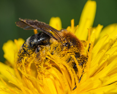 Andrena dunningi