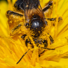 Andrena dunningi