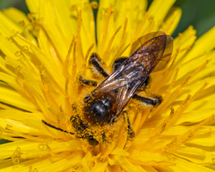 Andrena dunningi