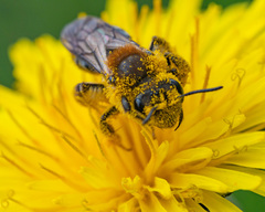 Andrena dunningi