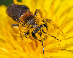 Andrena dunningi