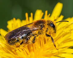 Andrena dunningi