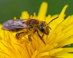 Andrena dunningi