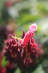Salvia wagneriana