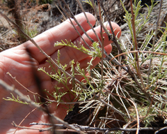 Parryella filifolia