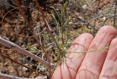 Parryella filifolia