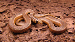 Psammophis brevirostris