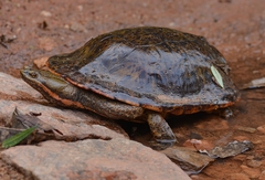 Chelidae