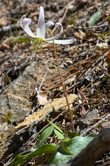 Erythronium citrinum