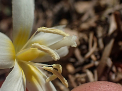 Erythronium citrinum