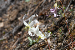 Erythronium citrinum