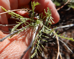 Parryella filifolia