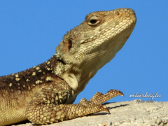 Paralaudakia caucasia