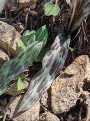 Erythronium citrinum
