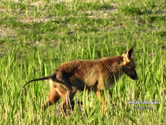 Vulpes vulpes