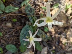 Erythronium citrinum