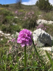 Neotinea tridentata tridentata
