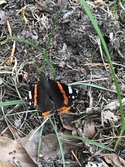 Vanessa atalanta