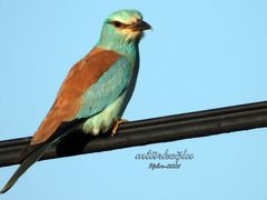 Coracias garrulus