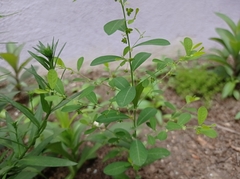 Phyllanthus