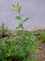 Phyllanthus