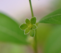 Phyllanthus