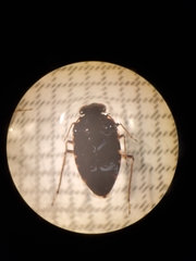 Ochterus