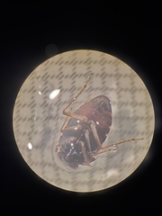 Ochterus